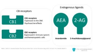 Anandamida: o Neurotransmissor da Felicidade 